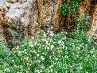 bush of white campion, bladder campion or Silene latifolia(Binomial name) in the rocks