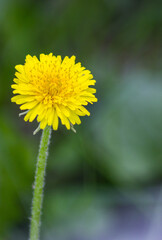 yellow dandelion flower with dew drops