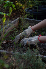 Children working in his vegetable plot using protective gloves