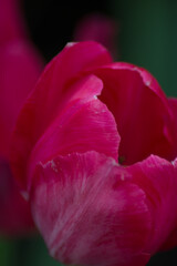 pink tulip close up