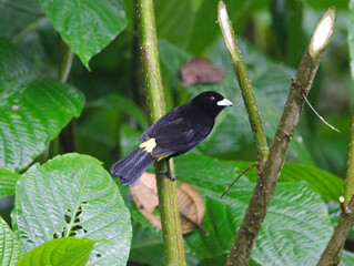 Lemon-rumped Tanager