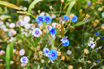 wild cornflowers on the field