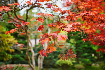 red maple tree in park on a fall day
