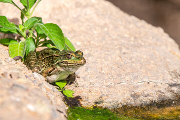 Frog in a pond