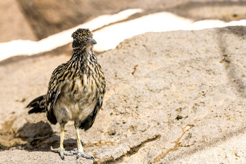 Roadrunner
