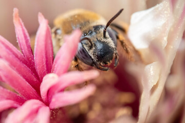 abeja saludando