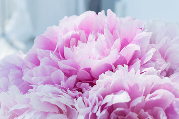 Light shines on gentle petals of delicate pink peony bud in big bouquet. sign of love. Celebration concept. Greeting card for birthday, valentines day, womans day, anniversary.
