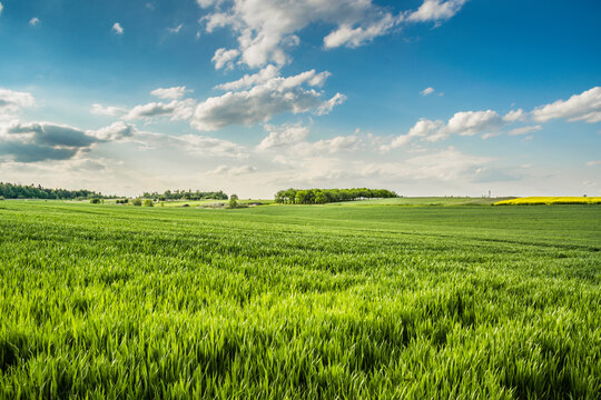 Polskie zielone pole z niebieskim niebem z chmurami , krajobraz , lato