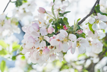 Fototapeta na wymiar Apple tree blossom close-up. White apple flower on natural blue background.