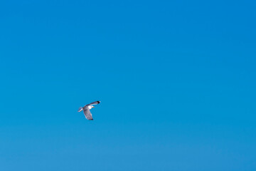seagull flying alone over a blue sky