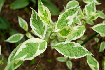 Variegated green and white shrub Siberian dogwood-the dogwood in the garden.