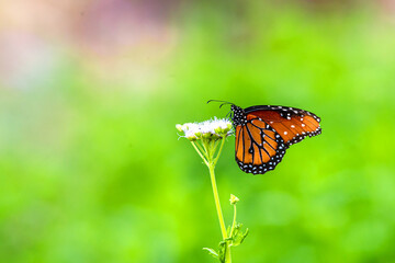 butterfly on a green grass