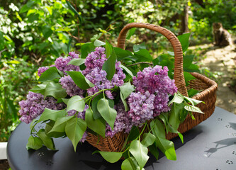 A bouquet of terry purple lilacs in a wicker basket on a table in the garden.