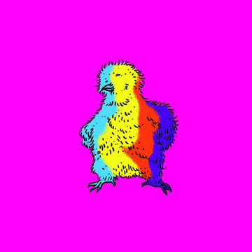 Chicken Vector Collection