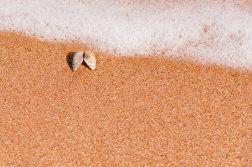 Golden sandy beach with a beautiful shell and sea foam. Sandy beach bacground.