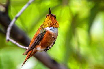 Rufous Hummingbird