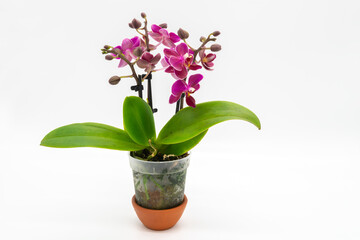 Fototapeta na wymiar Nice purple mini phalaenopsis moth orchids isolated
