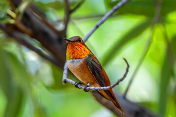 Rufous Hummingbird