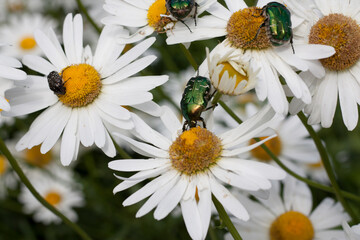 Obraz premium Green Rose Chafer pollinating Chamomile flower
