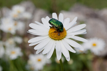 Fototapeta premium Green Rose Chafer pollinating Chamomile flower