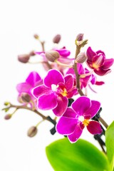 Naklejka na ściany i meble Nice purple mini phalaenopsis moth orchids isolated