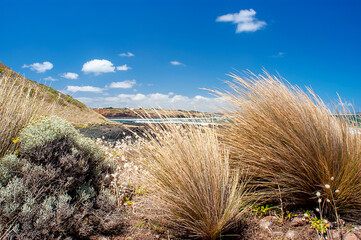 Grass under blue sky with ocean background, Australia