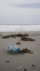jelly on the beach