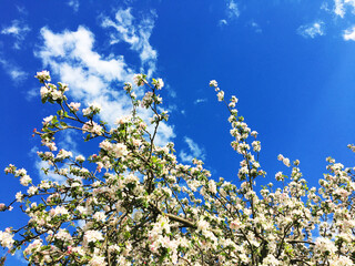 Wiosna drzewo kwitnie kwiaty maj jabłoń - obrazy, fototapety, plakaty