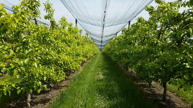 au coeur des vergers de Thurgovie - Suisse