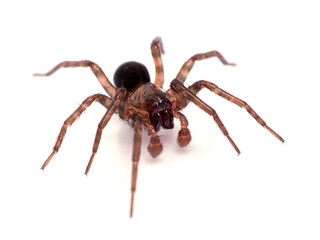 Fototapeta premium pretty subadult male brown ground spider (Cybaeus eutypus), isolated on white, 3/4 view. Boundary Bay salt marsh, Delta, British Columbia, Canada