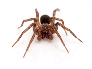 P1010036 subadult male brown ground spider (Cybaeus eutypus), isolated cECP 2020