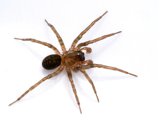 P1010027 subadult male brown ground spider (Cybaeus eutypus), isolated cECP 2020