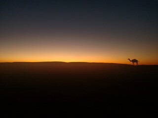 Fototapeta na wymiar Algeria desert sunset camel 02