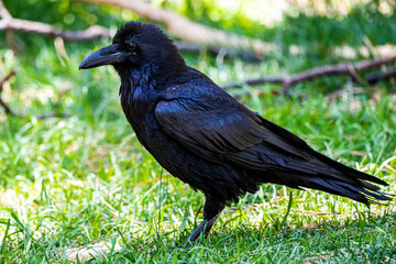A Raven in the grass