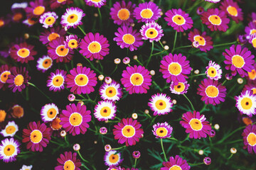 Argyranthemum Frutescens Marguerite daisy flower