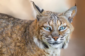 Fotobehang Lynx Bob Cat  © SE Viera Photo