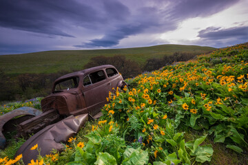 Abandoned and Rusty Classic Car in a Field of Wildflowers