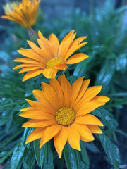Yellow flower gacanii like unusual delicate skin.