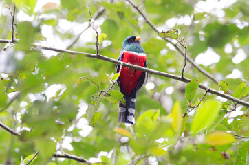 Masked Trogon