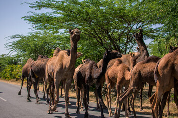 Naklejka na ściany i meble The camel is part of the landscape of Rajasthan; the icon of the desert state, part of its cultural identity, and an economically important animal for desert communities