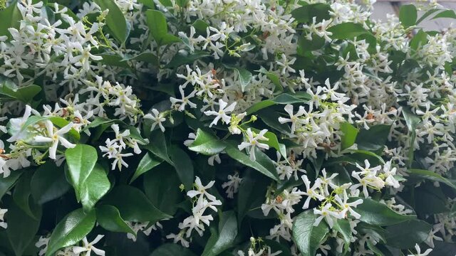 White climbing jasmine hedge with flowers