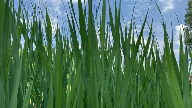 Green grass swaying due to the wind with the sky in the background