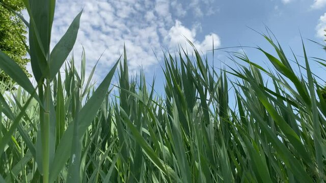 Green grass swaying due to the wind with the sky in the background