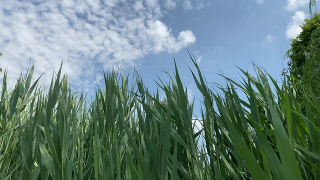 Green grass swaying due to the wind with the sky in the background
