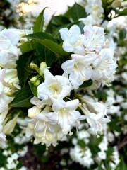 Bunch of white flowers of weigelia with the gleam of sunshine.