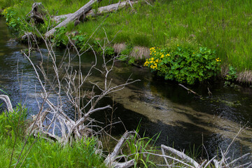 Yellow Marsh Marigolds along a freshwater stream in northern Michigan. 