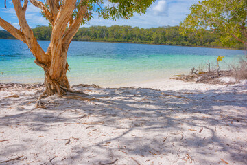 Fraser Island Lake McKenzie turquoise water surrounded by bush