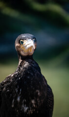 Great cormorant (Phalacrocorax carbo) portrait, close-up