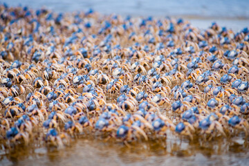 Soldier crabs on Fraser Island.