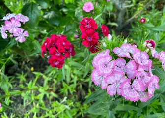 Blooming Turkish colorful carnations on the blurred background of green leaves